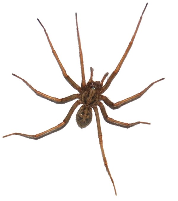 How To Tell If You Have Hobo Spiders | New Leaf Pest Control