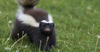 How To Get Rid Of Skunks Portland OR