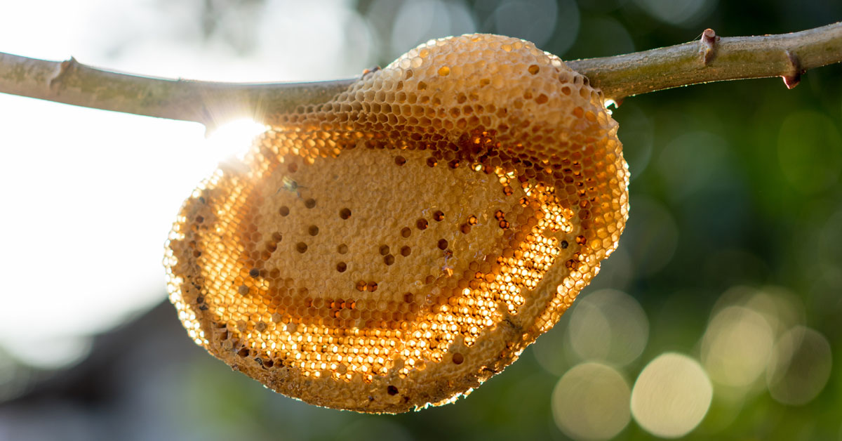 Beehive Removal Portland OR