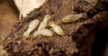 Termite Treatment Vancouver WA