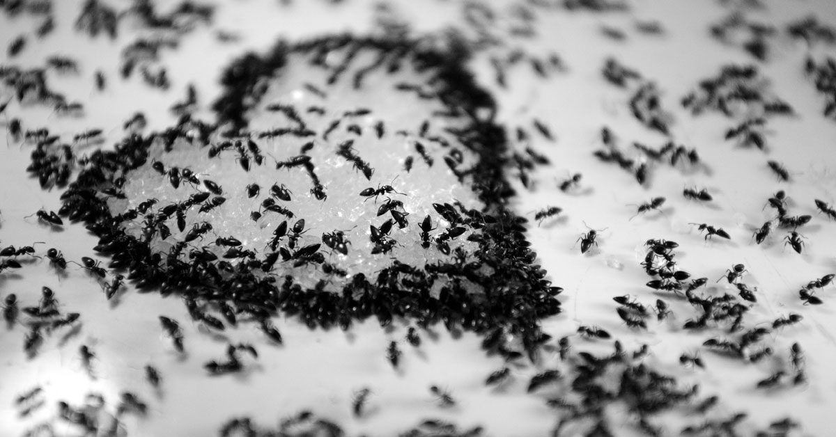 5 Ways To Stop Sugar Ants From