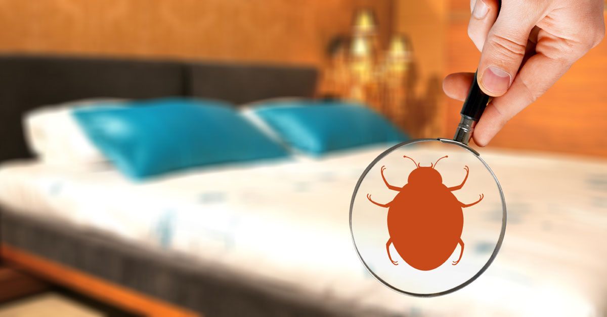 How To Identify Bed Bugs Vancouver WA