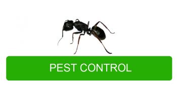 Pest Control