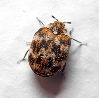 Carpet beetle in Portland, Oregon