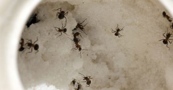 How To Keep Ants Away Vancouver WA