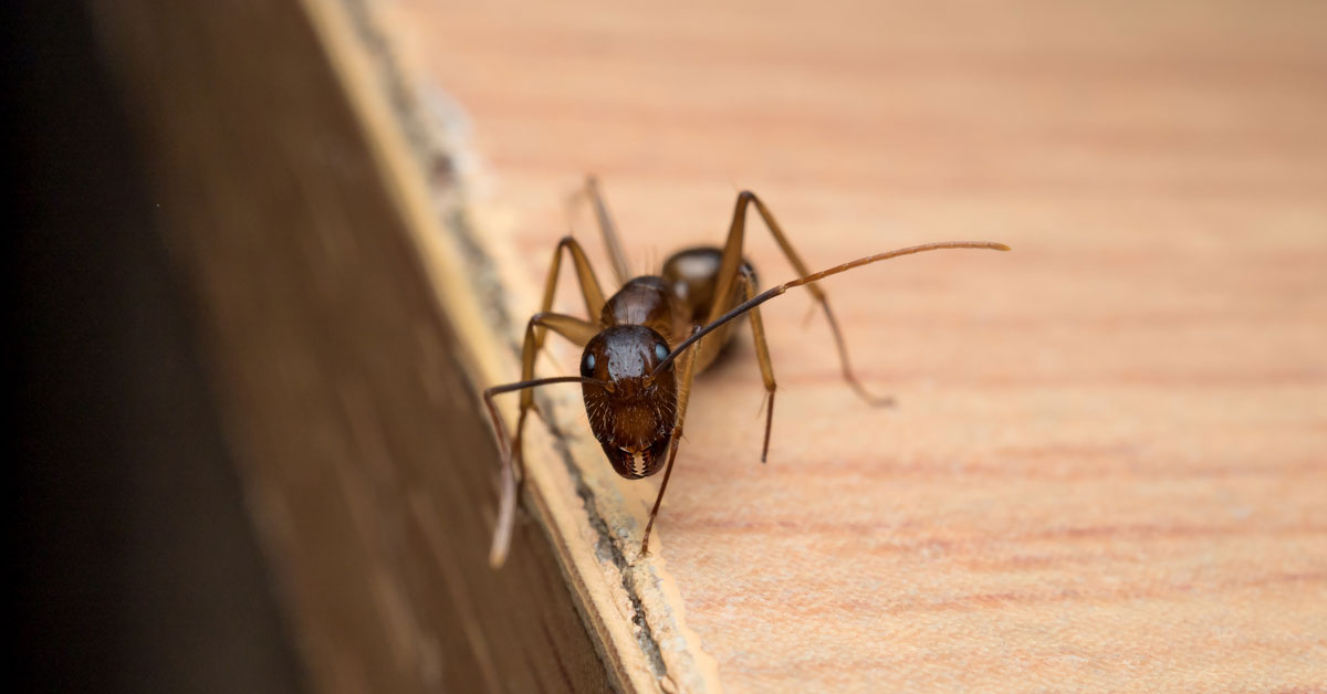How To Make Sure Carpenter Ants Aren T Wrecking Your Home New Leaf Pest Control,What Is Coriander Powder