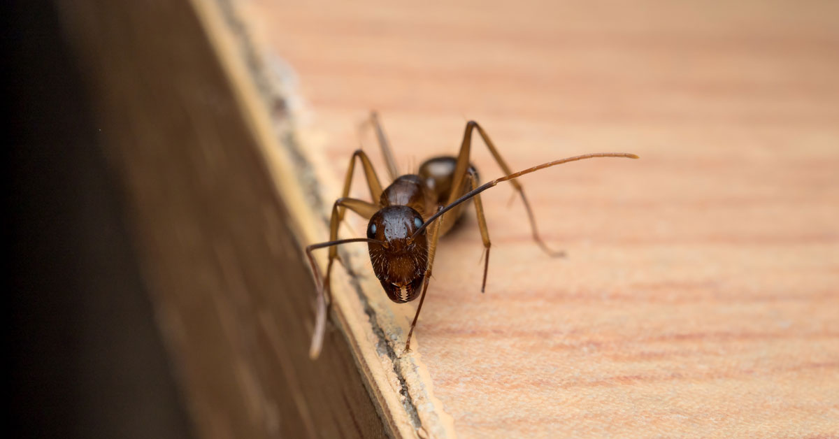 What Do Carpenter Ants Look Like Vancouver WA