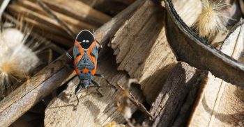 What Kills Boxelder Beetles Portland OR