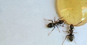 How To Get Rid Of Black Ants Portland OR