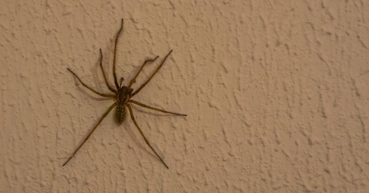 10 Most Common House Spiders - How to Identify a Dangerous Spider