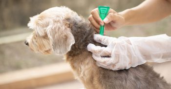 How To Get Rid Of Fleas On Dogs Portland OR