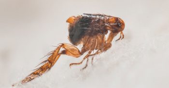 How To Get Rid Of Fleas Vancouver WA