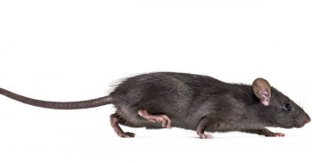 Rat Exterminator Portland OR