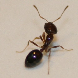 pavement ants in Portland Oregon