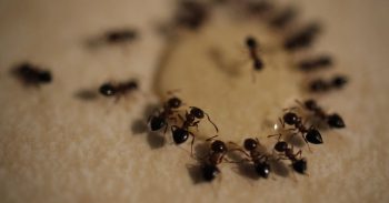 How To Get Rid Of Ants Naturally Vancouver WA