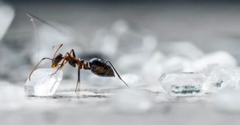 How To Get Rid of Sugar Ants At Home Portland OR