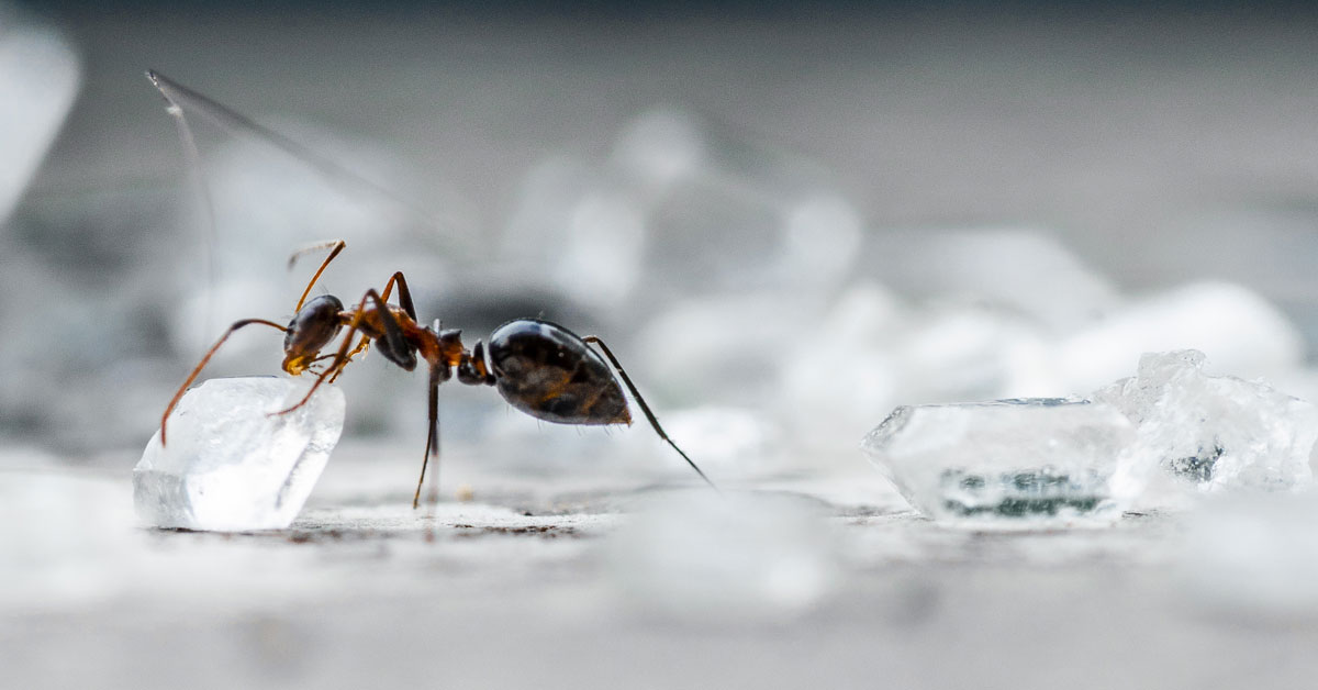 How To Get Rid of Sugar Ants At Home Portland OR