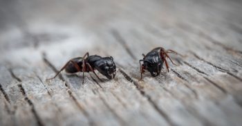 Ant Exterminator Portland OR