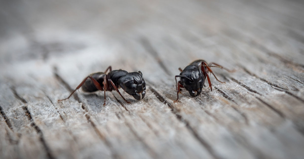 Ant Exterminator Portland OR