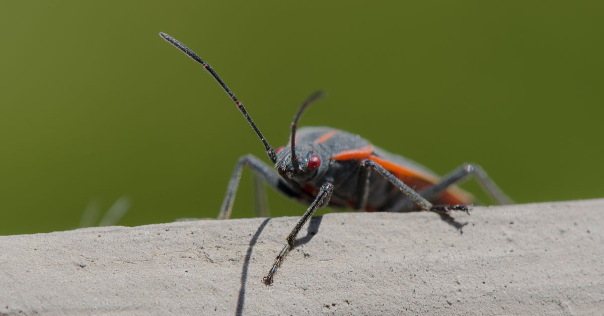 How To Get Rid of Black Beetles in Your House Vancouver WA