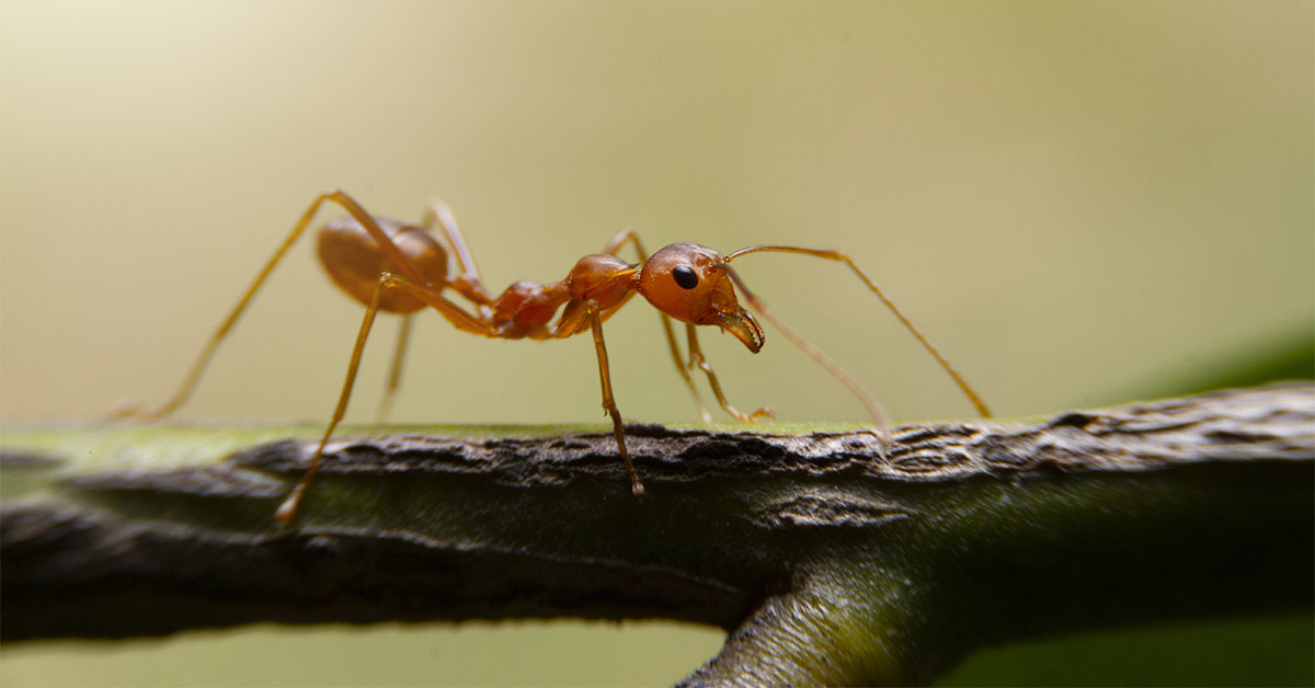 Ant Exterminator Portland OR