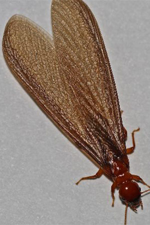 Termite Pretty Are Termites Common In The Portland and Vancouver Area?