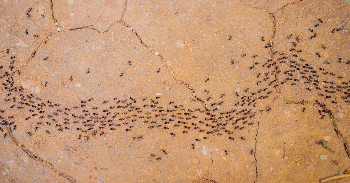 Ant Exterminator Vancouver WA