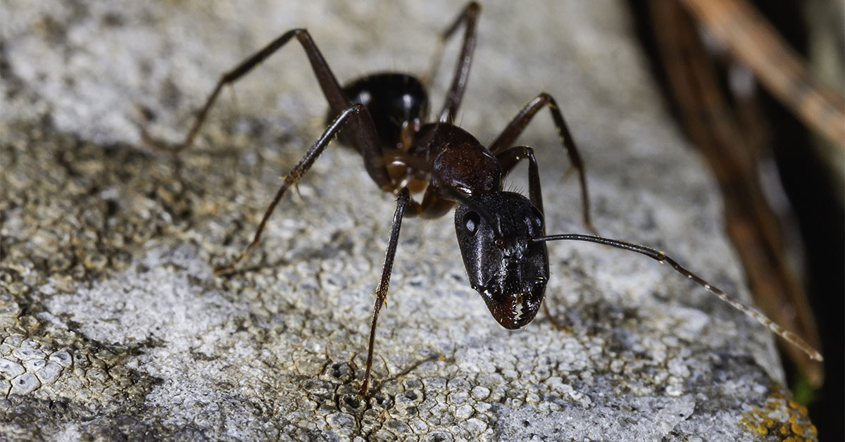 Ant Control Portland OR