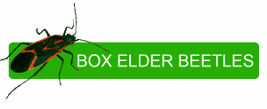 Box Elder Beetles