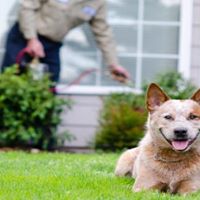 Child and Pet Friendly Pest Control Services