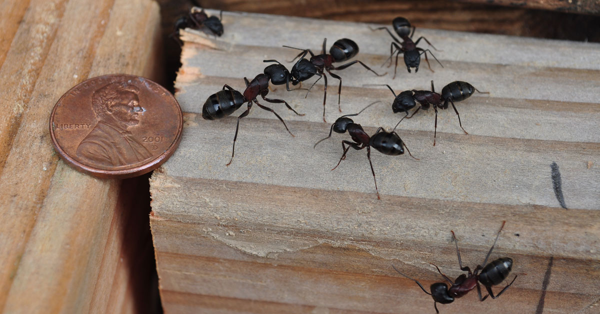 How To Get Rid Of Carpenter Ants Portland Or