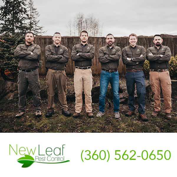 Pest Control Portland | New Leaf Pest Control