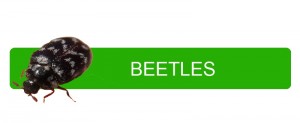 Beetles